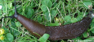 Killer slugs a sign of spring