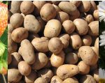 New potatoes make early appearance
