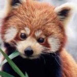 Pandas butchered at Nuremberg Zoo