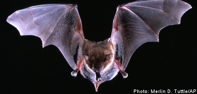 Bats borrow flying tricks from bugs