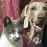 Sweden regulates pet ownership