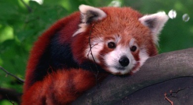 Deer killed red pandas at Nuremberg Zoo