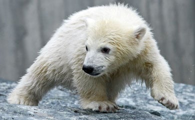 Polar bear cub Wilbär makes public debut