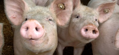 German pigs cause a stink in England