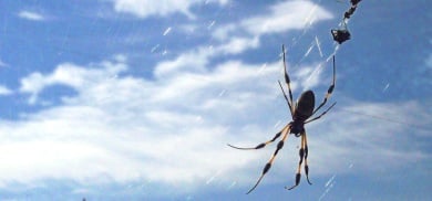 German arachnophobia therapy may become standard