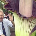 Giant flower’s stench stinks up Bonn