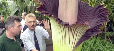 Giant flower’s stench stinks up Bonn
