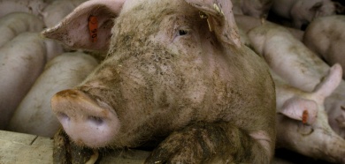 German farmer fed neighbour to pigs