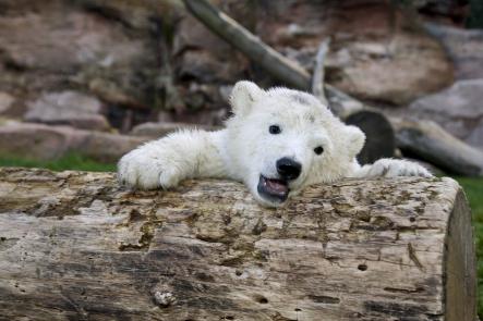 Snowflake, who was seperated from her mother at birth and raised by four zoo keepers, put on a fierce show of cuteness for the photographers on Tuesday.Photo: DPA