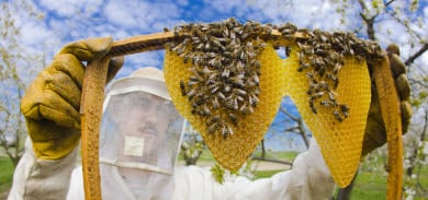 Researchers find key to deadly bee disease