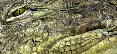 Workers spot crocodile in Hildesheim river