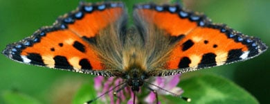 German conservationists call for butterfly census