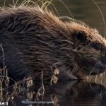 Matilda, 4, bitten by beaver