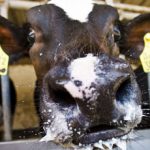 Negotiations to end German milk strike sour
