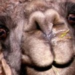 Woman caught rooming with three-legged llama in Mülheim