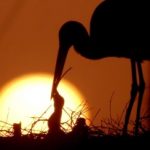 Dry spell threatens baby stork population in Germany