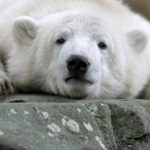 Pet psychic says Knut has a heavy heart