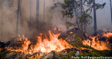 Forest fire 'out of control'