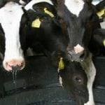 German dairy farmers ask for EU aid
