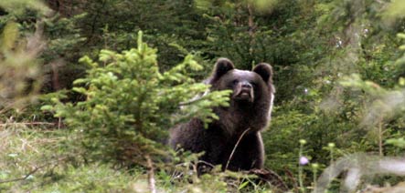 Jogger reports possible bear in Hesse