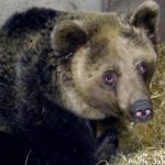 ‘Bear attack was state’s responsibility’