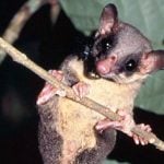 German scientists discover hard-drinking tree shrew