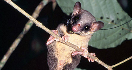 German scientists discover hard-drinking tree shrew