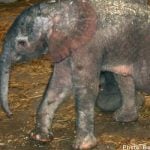 Sweden sees birth of first male baby elephant