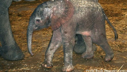 Sweden sees birth of first male baby elephant
