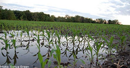 Heavy rain threatens Swedish harvest