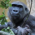 ‘Dr. Death’ wants dead baby gorilla from Münster zoo