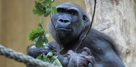 'Dr. Death' wants dead baby gorilla from Münster zoo