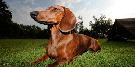 Thief steals car complete with sausage dog on back seat