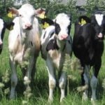 Swedish cows milk organic trend
