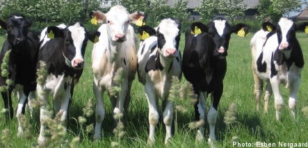 Swedish cows milk organic trend
