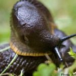 ‘Killer’ slugs make journey north