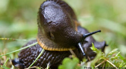 ‘Killer’ slugs make journey north