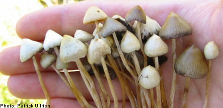 Concern over magic mushroom use among Sweden's youth