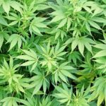 Cannabis found on Swedish military training area