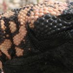Gila Monsters stolen from Cologne zoo