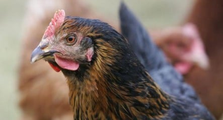 Saxony slaughters 1,400 farm fowl after bird flu outbreak