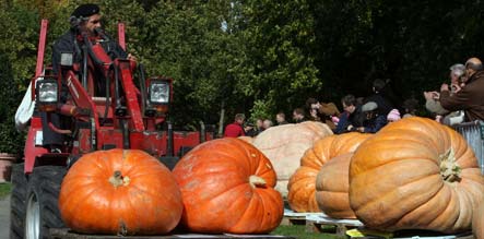 Germany's largest pumpkin weighs in at 604 kilos