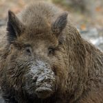 Wild boars cause surge in traffic accidents
