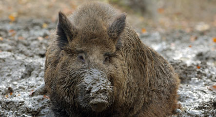 Wild boars cause surge in traffic accidents