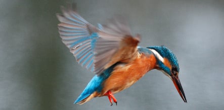 Kingfisher crowned bird of the year