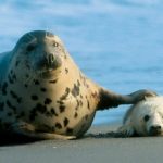 Season’s first grey seal pups born on Helgoland
