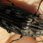 Sweden to launch beetle rescue mission