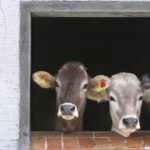 Dairy industry says it’s on the verge of collapse
