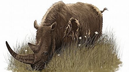 Woolly rhinoceros lived in Germany earlier than thought