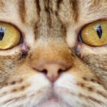 Cat billed for GEZ television fee